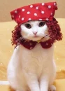 Hello