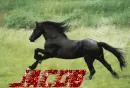 black horse-Jacob