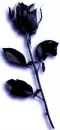 Black Rose