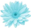 Blue Flower