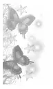 Butterflys