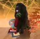 teachers pet