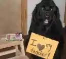 TALK ABOUT TEACHERS PET