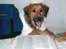 Even dogs do their homework lol!!!