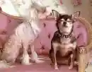 maried dogs wife nagging