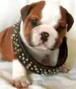 awwwwww cute puppy