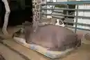 pitbull on a hippo