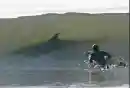 shark ahead