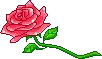rose