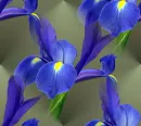 flawer