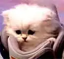 cute kitty