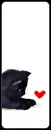 cute kitty