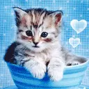 meow
