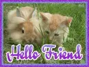 Hello Friend