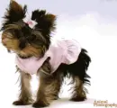 short puppy