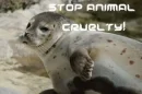 Animal cruelty