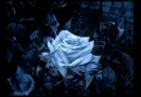 blue flower