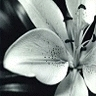 colorblind flower
