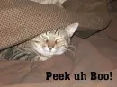sleepy cats