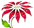 Poinsettia