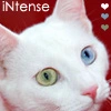 iNtense