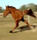 fgf
