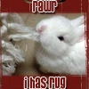 I Has Rug