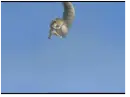 Scrat gone nuts