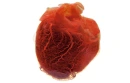 Human Heart