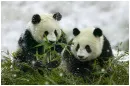 pandas 