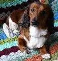 dachshund