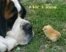 harmless