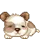 sleeping puppy