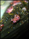 glitter