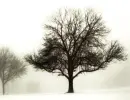 Dead Man's Tree