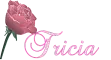 Tricia - Rainbow Rose