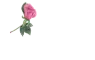 Rose Pen with Glass Text - Jammy