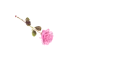 Rose Pen Light Pink - Amelia