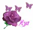 Purple Rose