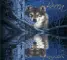 Wolf in the Woods- Becca