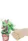 Judi's green thumb