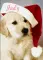 Judy Puppy