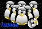 amanda penguins background