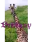 Brittany Giraffe