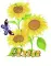 ann sun flower