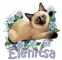 siamese cat Elenista