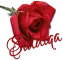 Siddiqa