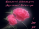 red roses