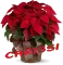 Christmas Flower - Chrissi