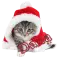 cute cat dana